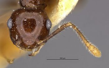 Media type: image;   Entomology 20819 Aspect: head frontal view